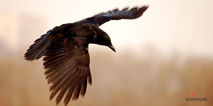 Animal-totem corbeau