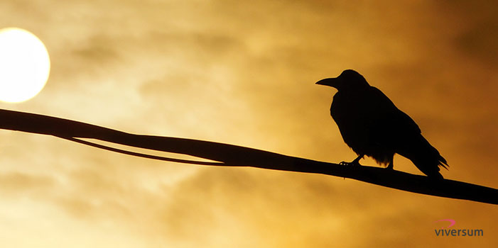 Animal-totem corbeau