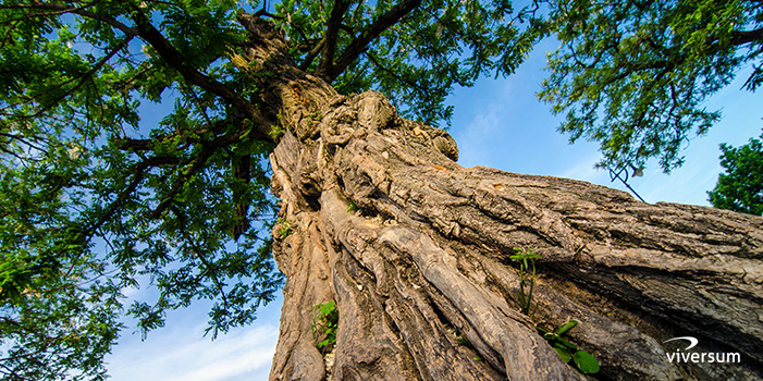 Arbre de vie