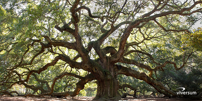 Arbre de vie