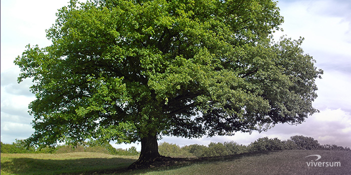 Symbolique des arbres 