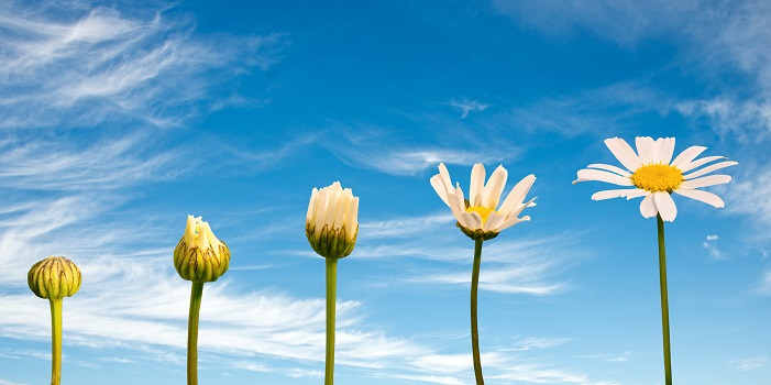 Découvrez les bienfaits de la fleur de vie