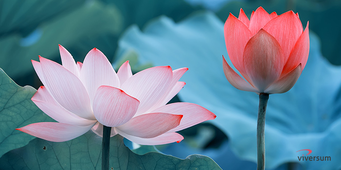 Fleur de lotus : quelle est sa signification ?